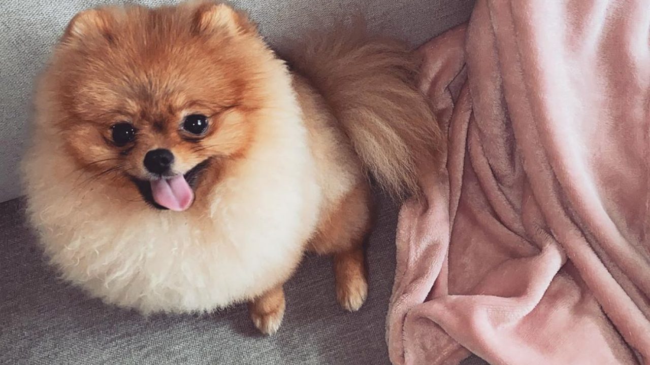 Il Cane Di Giulia De Lellis Diventa Influencer Su Instagram