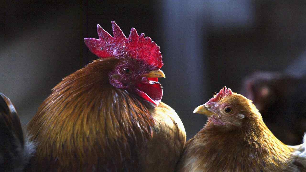 Influenza aviaria un caso su un uomo