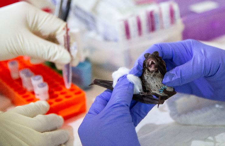 Pipistrelli in laboratorio a Wuhan