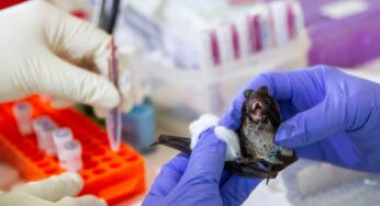 Wuhan, scoop della tv australiana: “Pipistrelli in laboratorio, l’Oms negò”