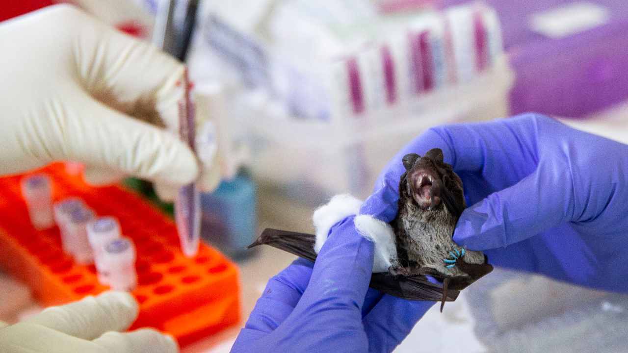 Pipistrelli in laboratorio a Wuhan