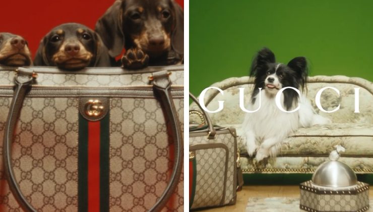 borsoni per cani Gucci