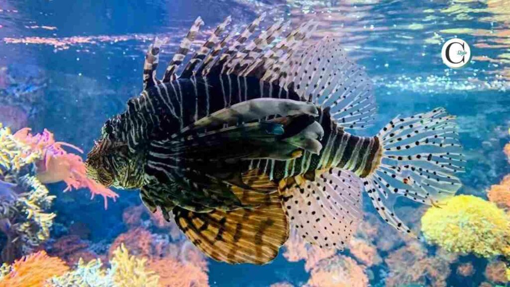 pesce leone copertina