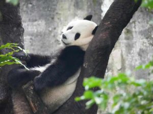 Panda gigante Sichuan