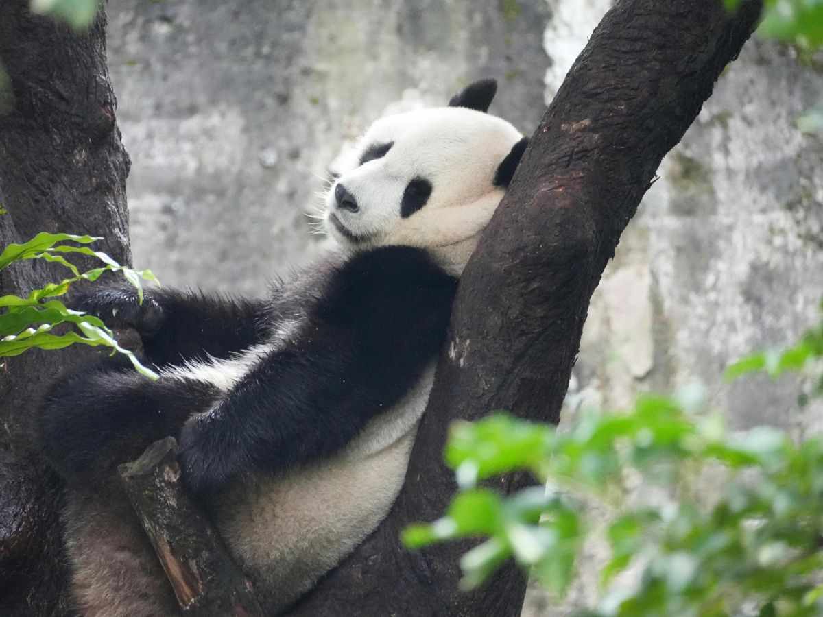 Panda gigante Sichuan